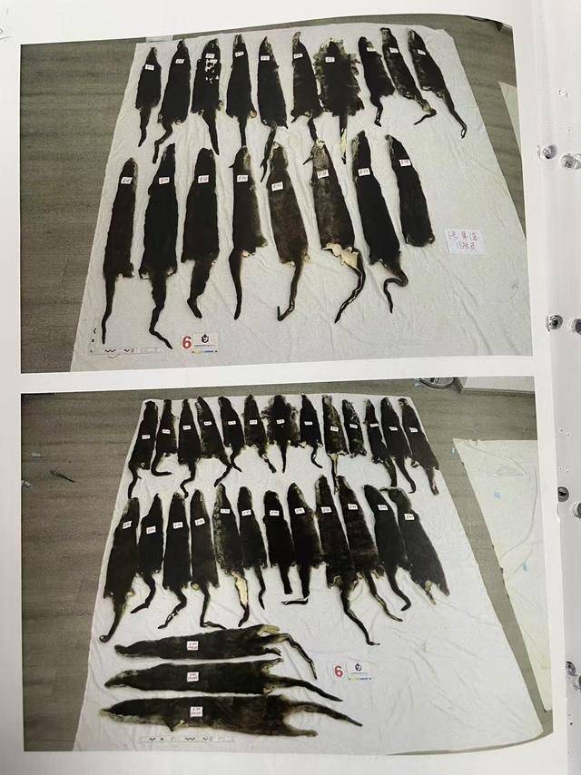 女子抱猫入境为何神色慌张?袋内竟藏了46张水獭皮