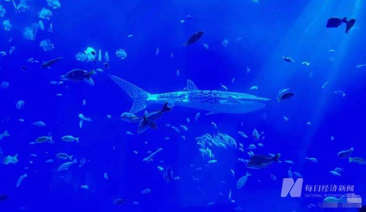 海洋馆里的鲸鲨竟是“机器鱼”,游客怒了!假鲸鲨贵的也要千万元,专家:确实有难处