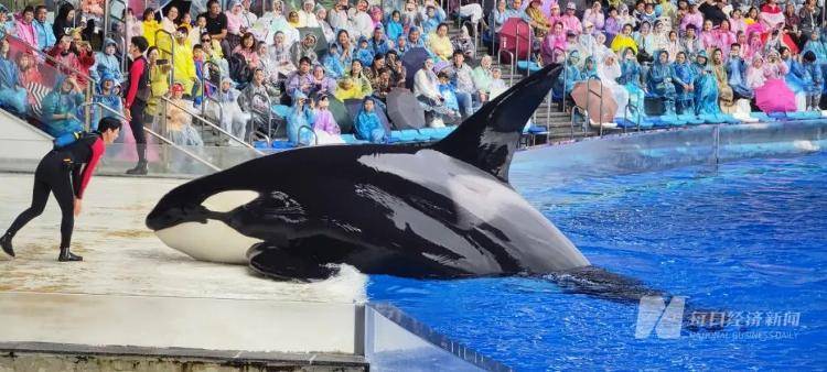 海洋馆里的鲸鲨竟是“机器鱼”,游客怒了!假鲸鲨贵的也要千万元,专家:确实有难处