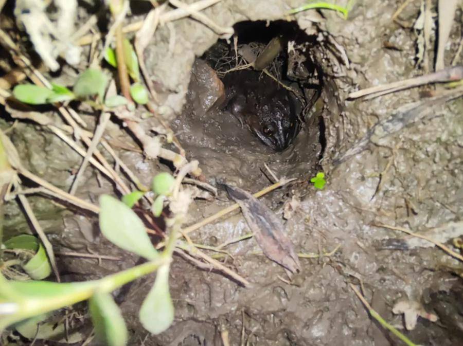 曾经遍地的“田鸡”十几年看不到一只,国家二级保护动物正拼命回归