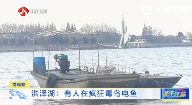 江苏洪泽湖有人毒鸟电鱼？淮安市相关部门：已了解相关情况 正在核实处理