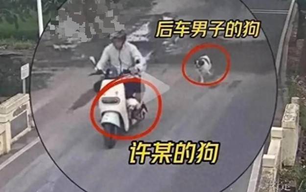 男子骑电车被狗追撞树身亡，狗主人要担责吗？