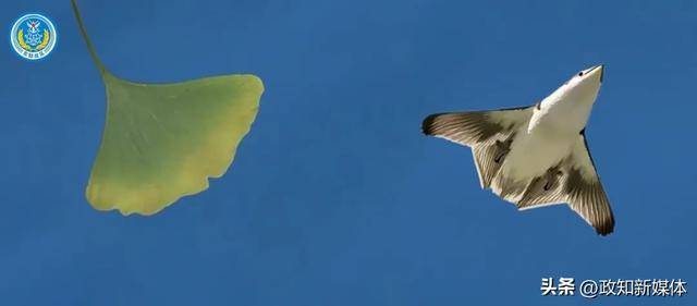 东部战区元旦发布重磅视频:银杏叶、飞鸟图出镜