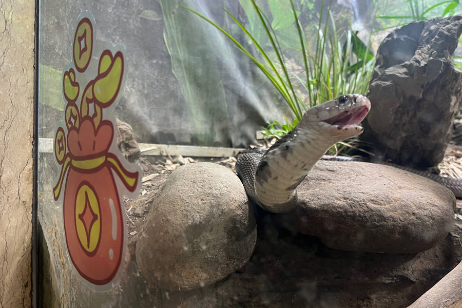 蛇与蛙竟是“好室友”，上海唯一一种毒蛇也在此……快来上海动物园看蛇