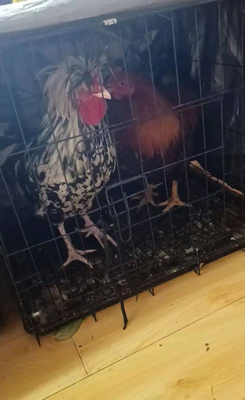 凌晨打鸣到天亮!长沙一小区超市养4只公鸡邻居难入睡,回应:尽快吃掉