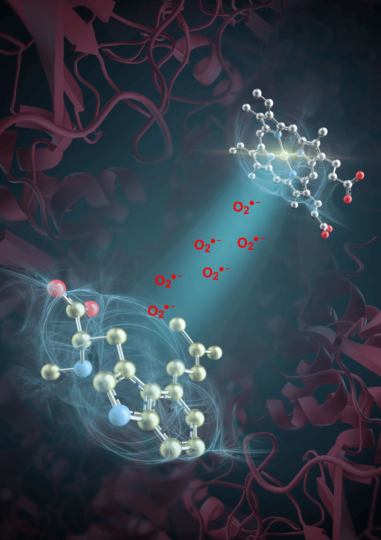 突破性进展!我国科学家发现活性氧超氧阴离子是药物分子合成催化剂