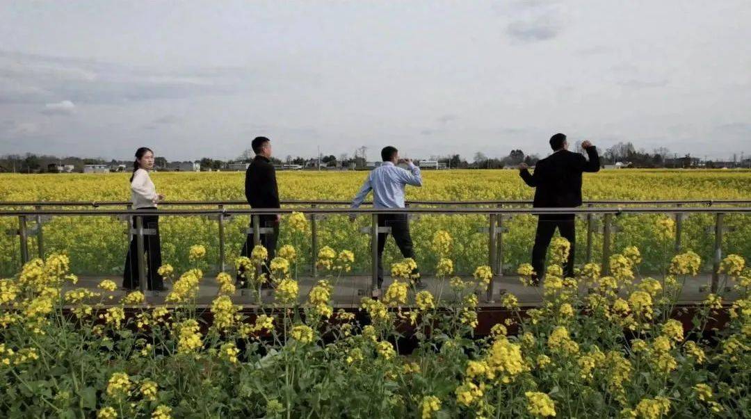 书记镇长油菜花田“魔鬼步伐”出圈！网友：就爱看你们这么拼！