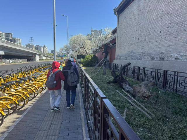 大风吹倒雍和宫外白碧桃，园林部门称将移植到苗圃救治