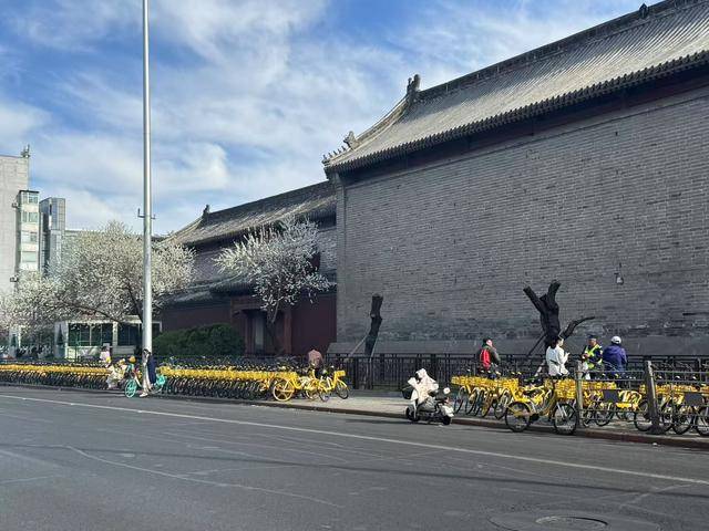 大风吹倒雍和宫外白碧桃，园林部门称将移植到苗圃救治