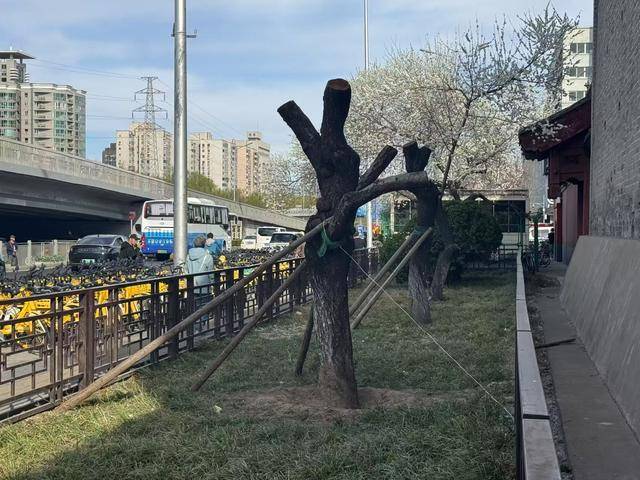 大风吹倒雍和宫外白碧桃，园林部门称将移植到苗圃救治