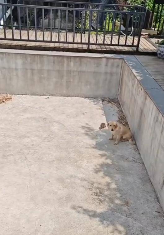 老鼠掉进泳池,广东大叔出动鸡猫狗团队,结果全被老鼠吓跑!网友坐不住纷纷晒战绩