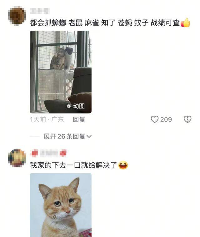 老鼠掉进泳池,广东大叔出动鸡猫狗团队,结果全被老鼠吓跑!网友坐不住纷纷晒战绩