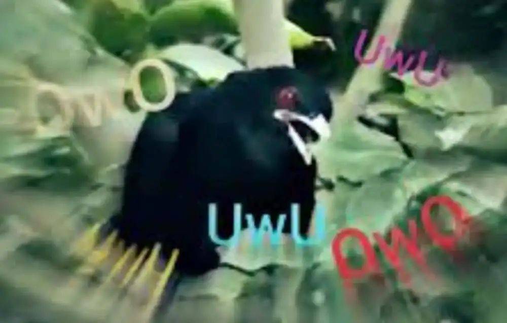 “周末想睡个懒觉都不行”，有多少深圳人被这种鸟吵到神经衰弱