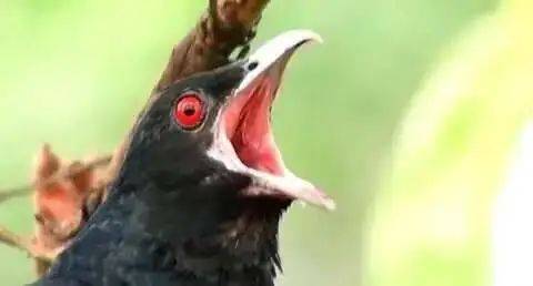 “周末想睡个懒觉都不行”，有多少深圳人被这种鸟吵到神经衰弱