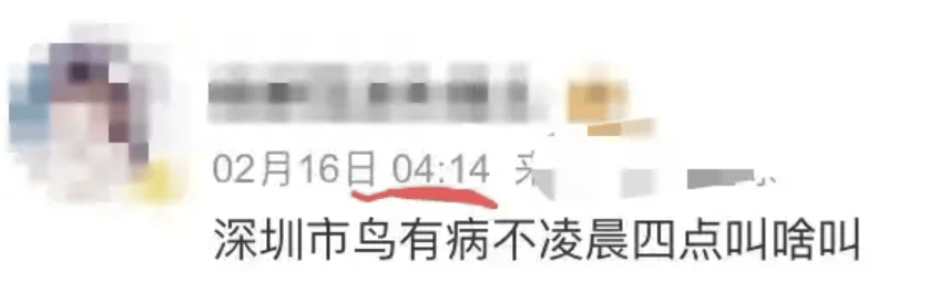 “周末想睡个懒觉都不行”，有多少深圳人被这种鸟吵到神经衰弱