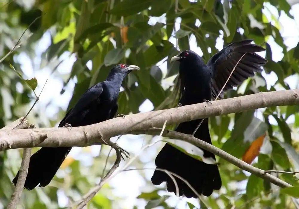 “周末想睡个懒觉都不行”，有多少深圳人被这种鸟吵到神经衰弱