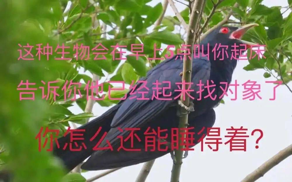 “周末想睡个懒觉都不行”，有多少深圳人被这种鸟吵到神经衰弱