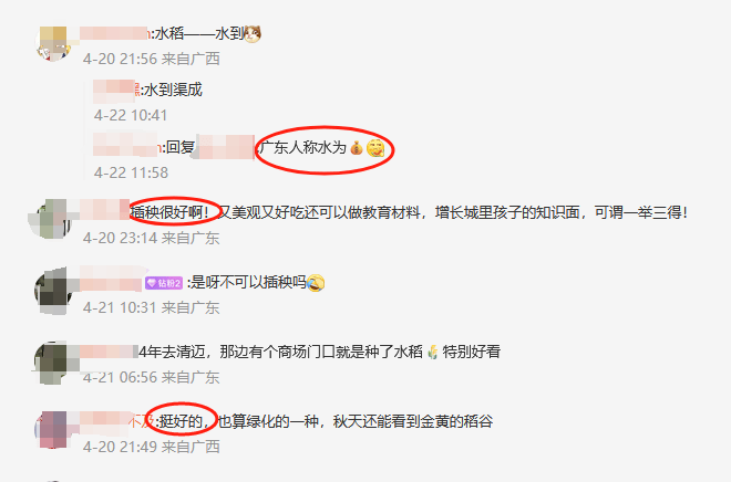 谁种的？东莞闹市区绿化带惊现水稻，网友化身福尔摩斯来探案，家居广场：商户提的建议