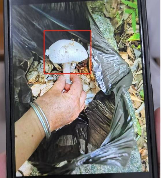 一锅下肚，广东一男子病危休克！死亡率接近100%，再次提醒：不采，不吃