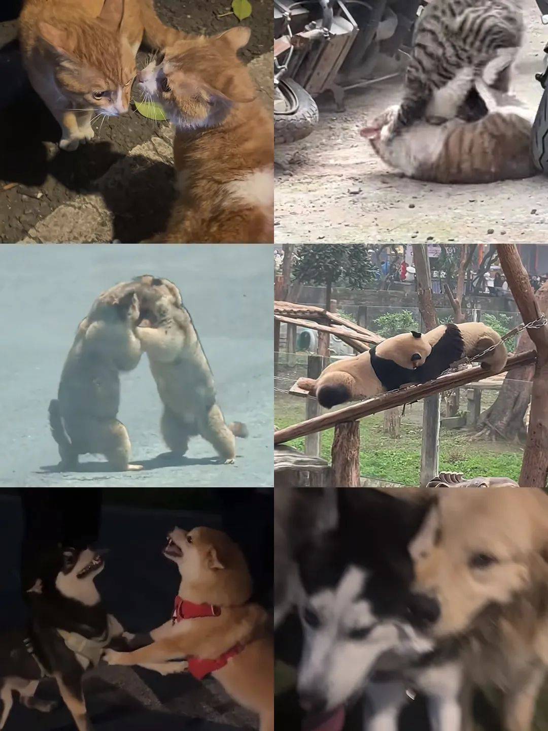 武汉话“蒜鸟”,最近劝(添)架(乱)唯一指定用语