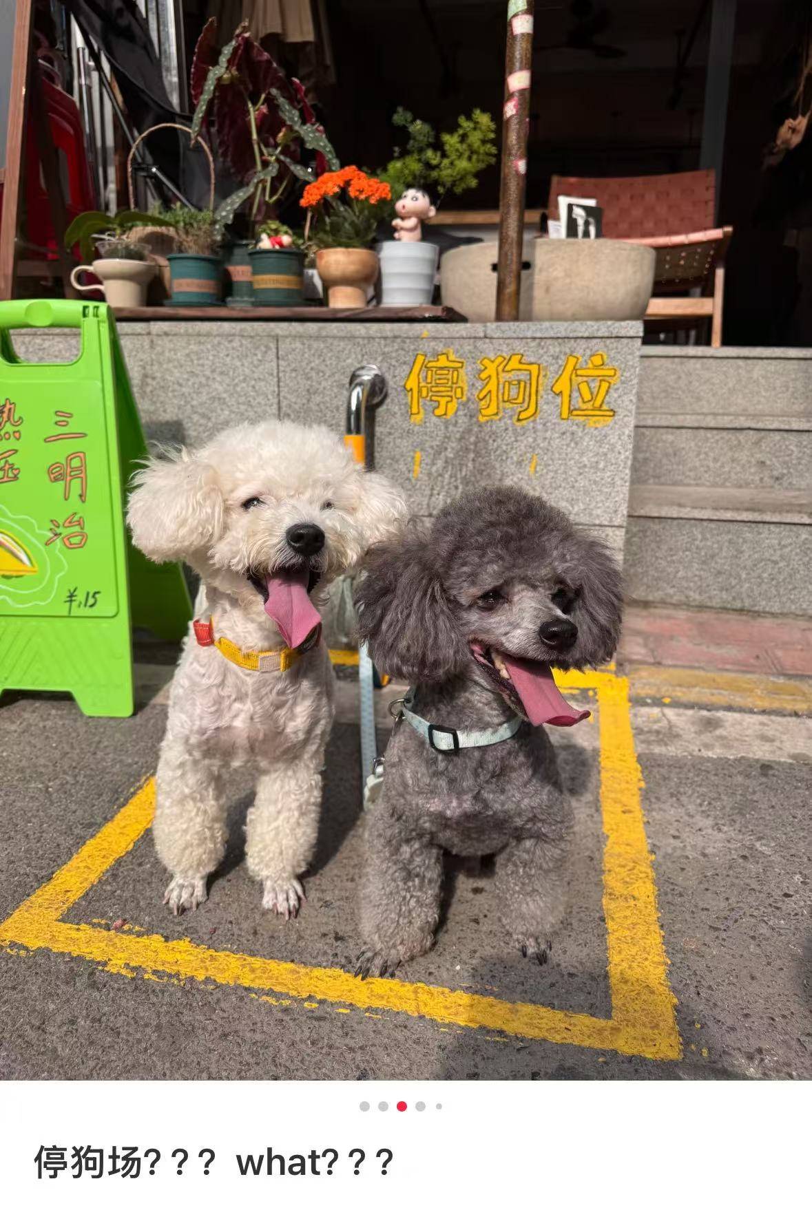 “先停狗再干饭!”武汉多个商铺现“停狗位”,商家称为吸引宠主,但有宠主表示担心