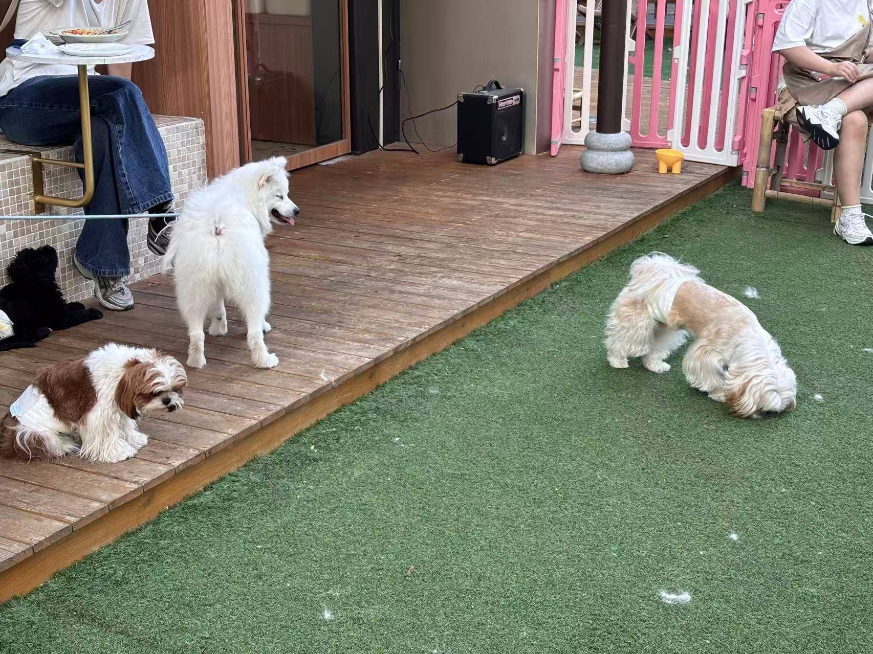 “先停狗再干饭!”武汉多个商铺现“停狗位”,商家称为吸引宠主,但有宠主表示担心