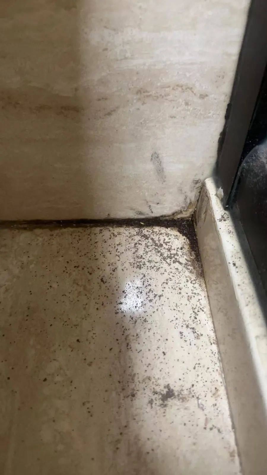 紧急提醒:瞬间爆发!上海市民崩溃:密密麻麻,蠕蠕爬行...“梧桐区”已开始战斗,白蚁或提前分飞