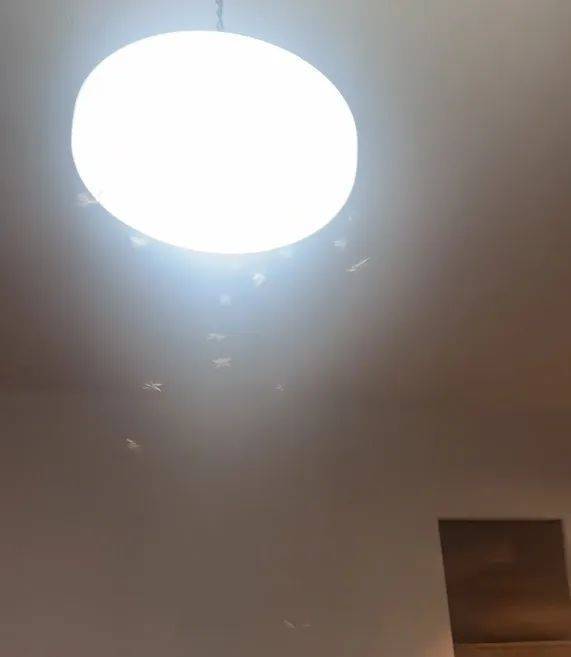 紧急提醒:瞬间爆发!上海市民崩溃:密密麻麻,蠕蠕爬行...“梧桐区”已开始战斗,白蚁或提前分飞