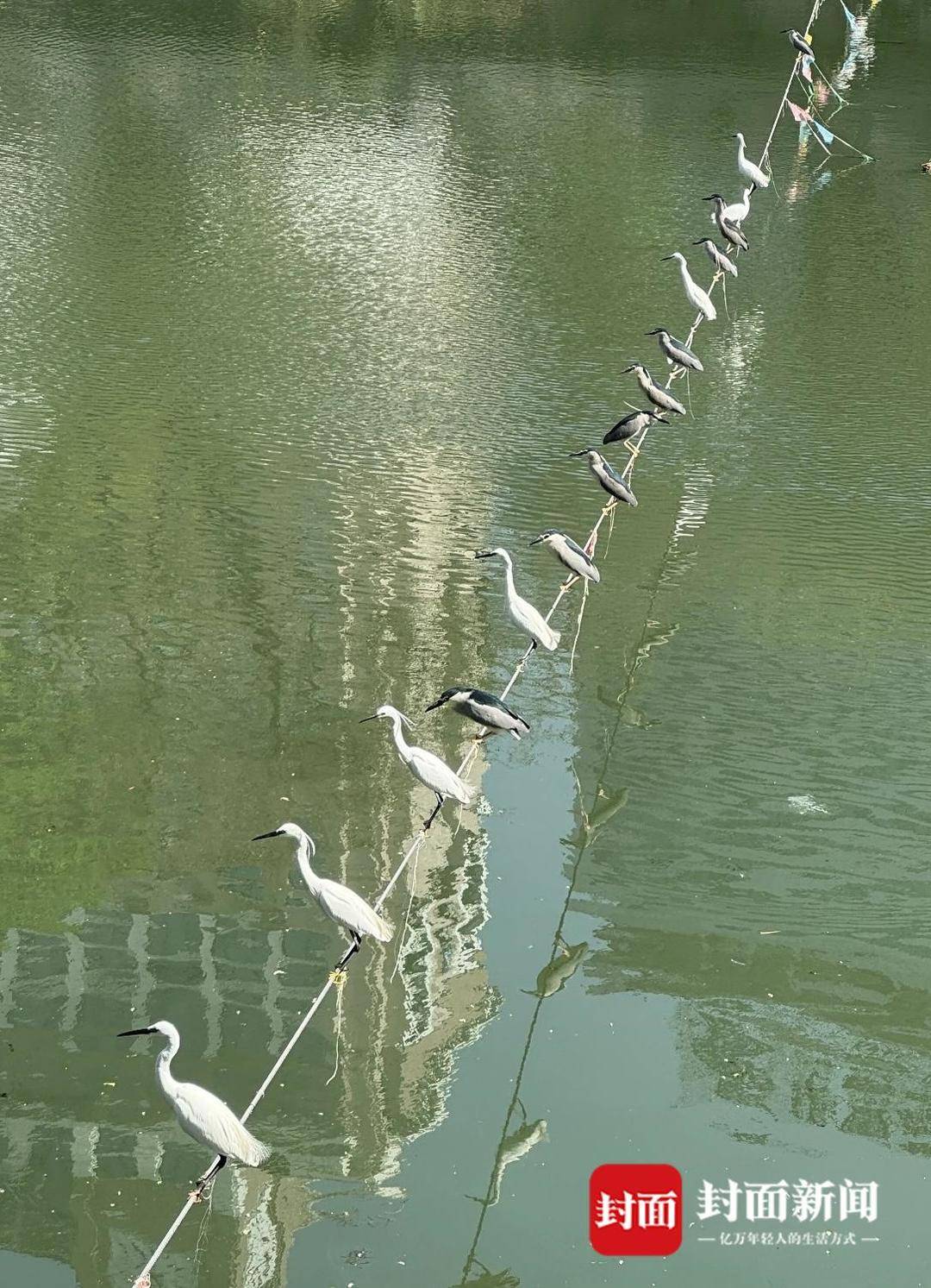 成都又见江上“神”鸟，洗完脚又排排站 网友：在等红绿灯吗？