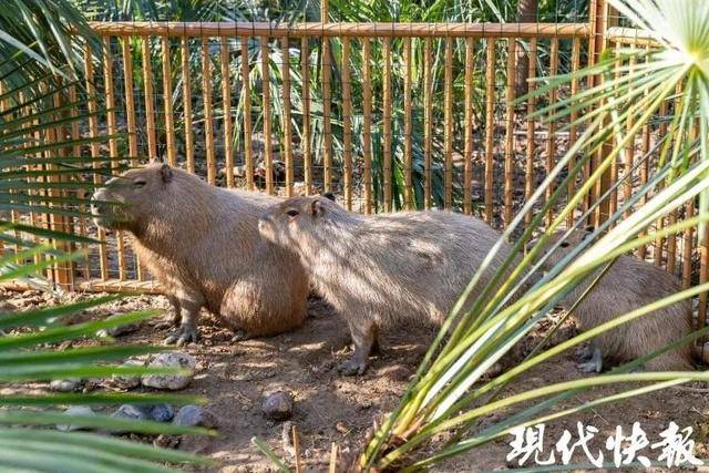 越狱50多天，江苏出逃的卡皮巴拉现身！园区：藏身地暂时保密