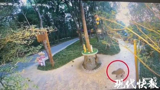 越狱50多天，江苏出逃的卡皮巴拉现身！园区：藏身地暂时保密