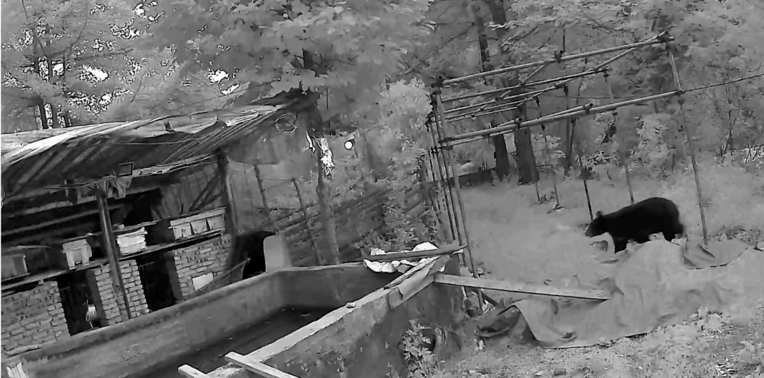 熟练得让人惊讶！四川一黑熊连续3年进村偷蜂蜜，藏哪都找得到