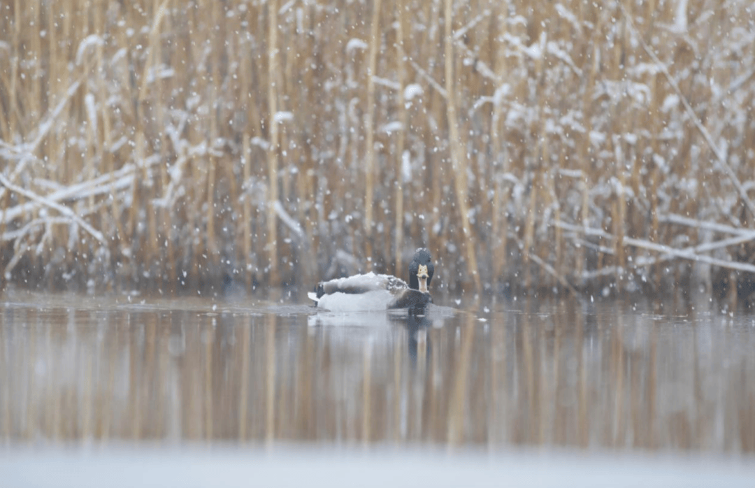 张瑜:我们所居住的北京,是亲近自然的最佳场所