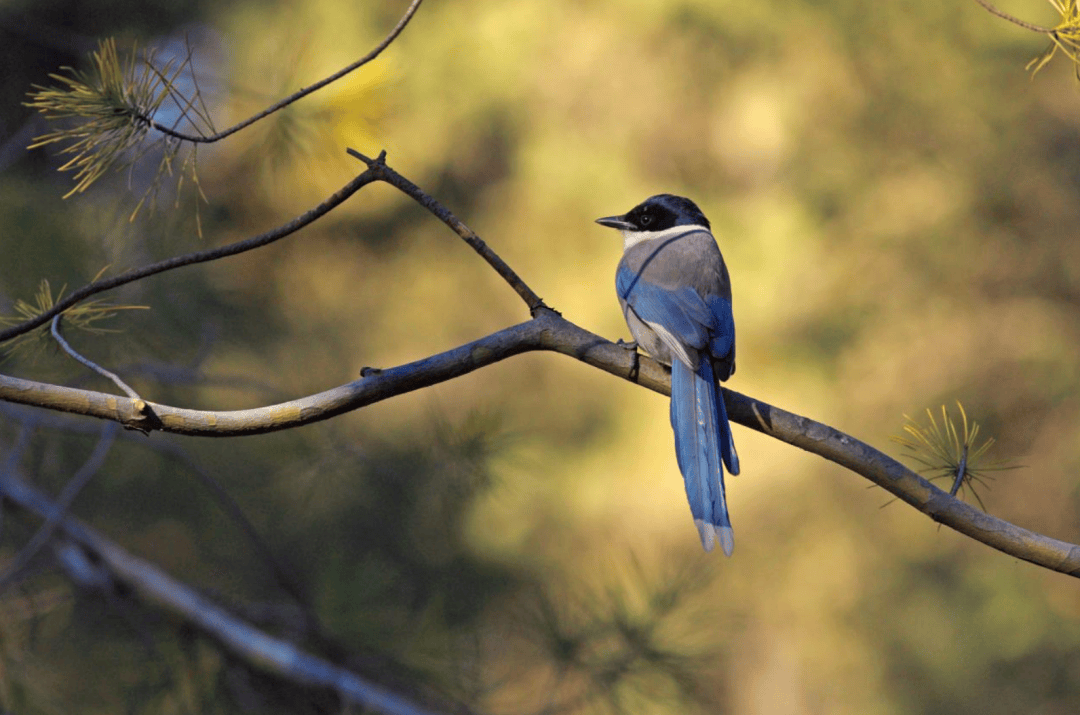 张瑜:我们所居住的北京,是亲近自然的最佳场所