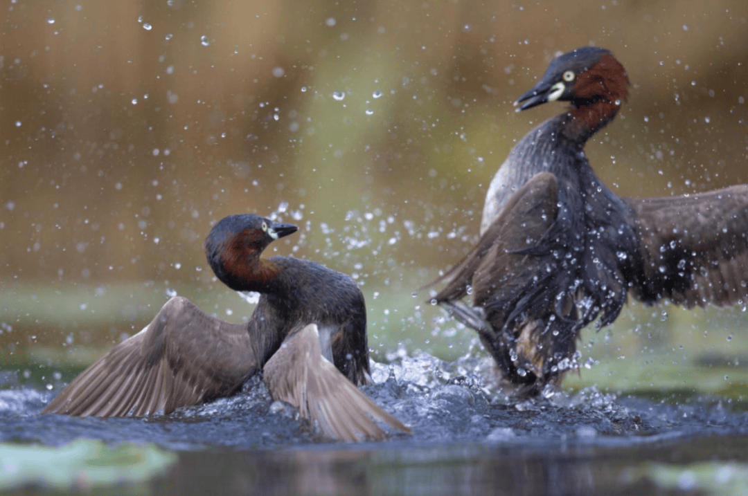 张瑜:我们所居住的北京,是亲近自然的最佳场所