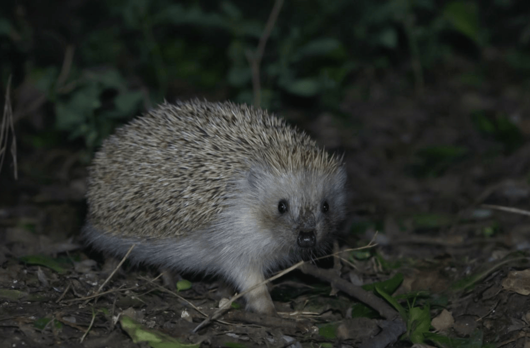 张瑜:我们所居住的北京,是亲近自然的最佳场所