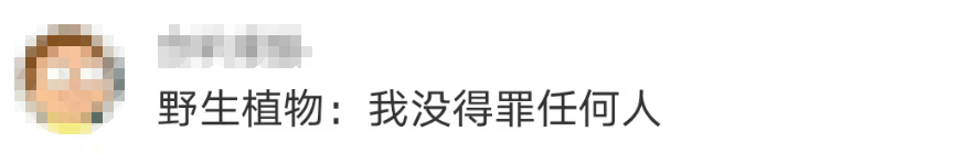 大片连根铲除！深圳一公园“火速响应”引质疑，网友为它喊冤