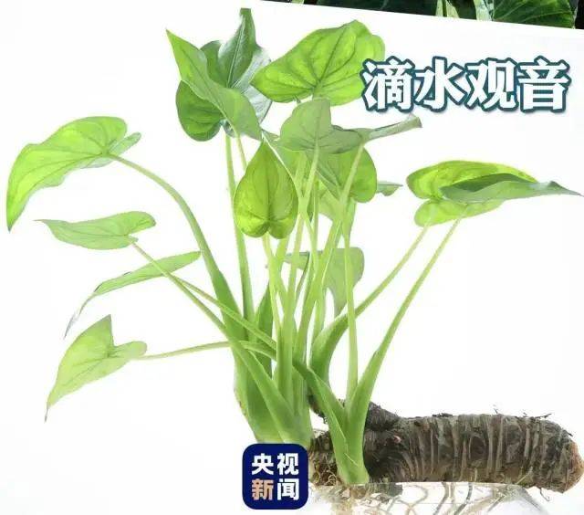 大片连根铲除！深圳一公园“火速响应”引质疑，网友为它喊冤