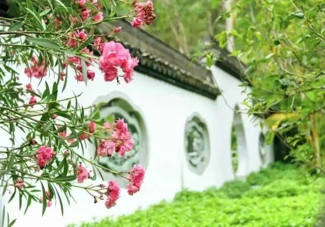 大片连根铲除！深圳一公园“火速响应”引质疑，网友为它喊冤