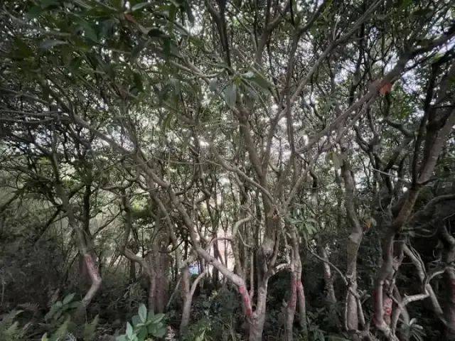 大片连根铲除！深圳一公园“火速响应”引质疑，网友为它喊冤