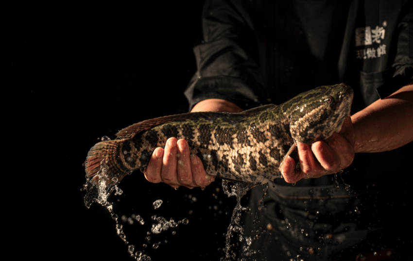 逆势开大店！这个川渝品牌凭“极致新鲜”，开出近百家店