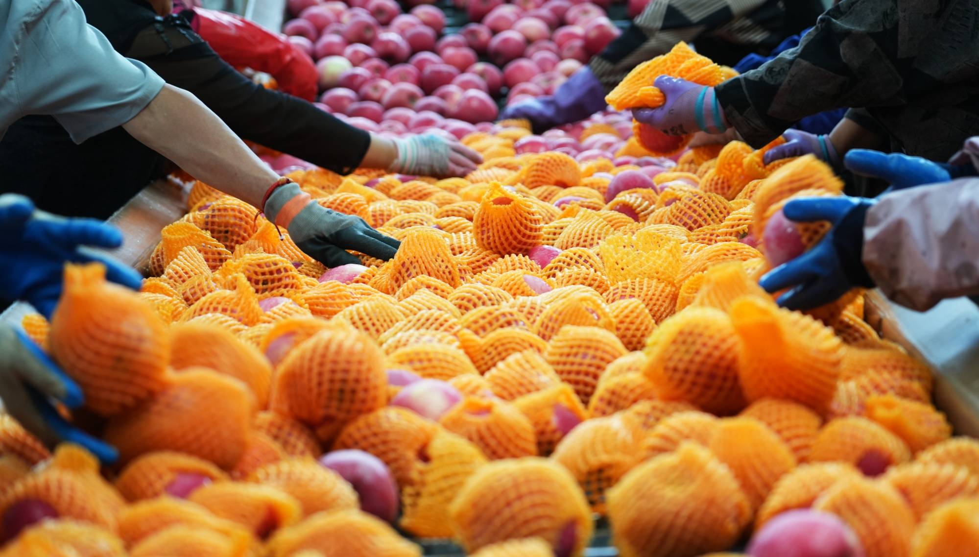 甘肃静宁：冷库开仓出货忙 苹果热销促增收