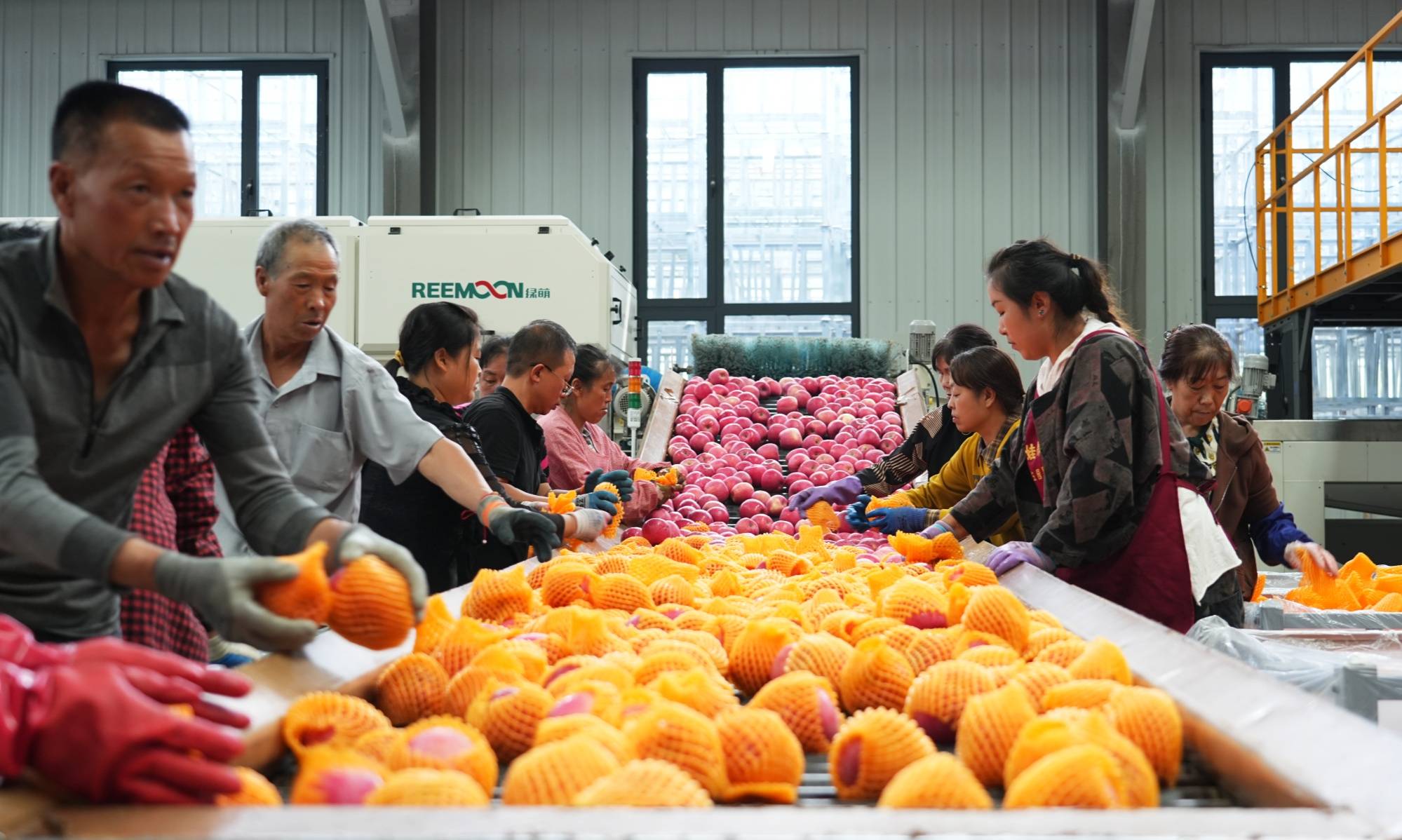 甘肃静宁：冷库开仓出货忙 苹果热销促增收