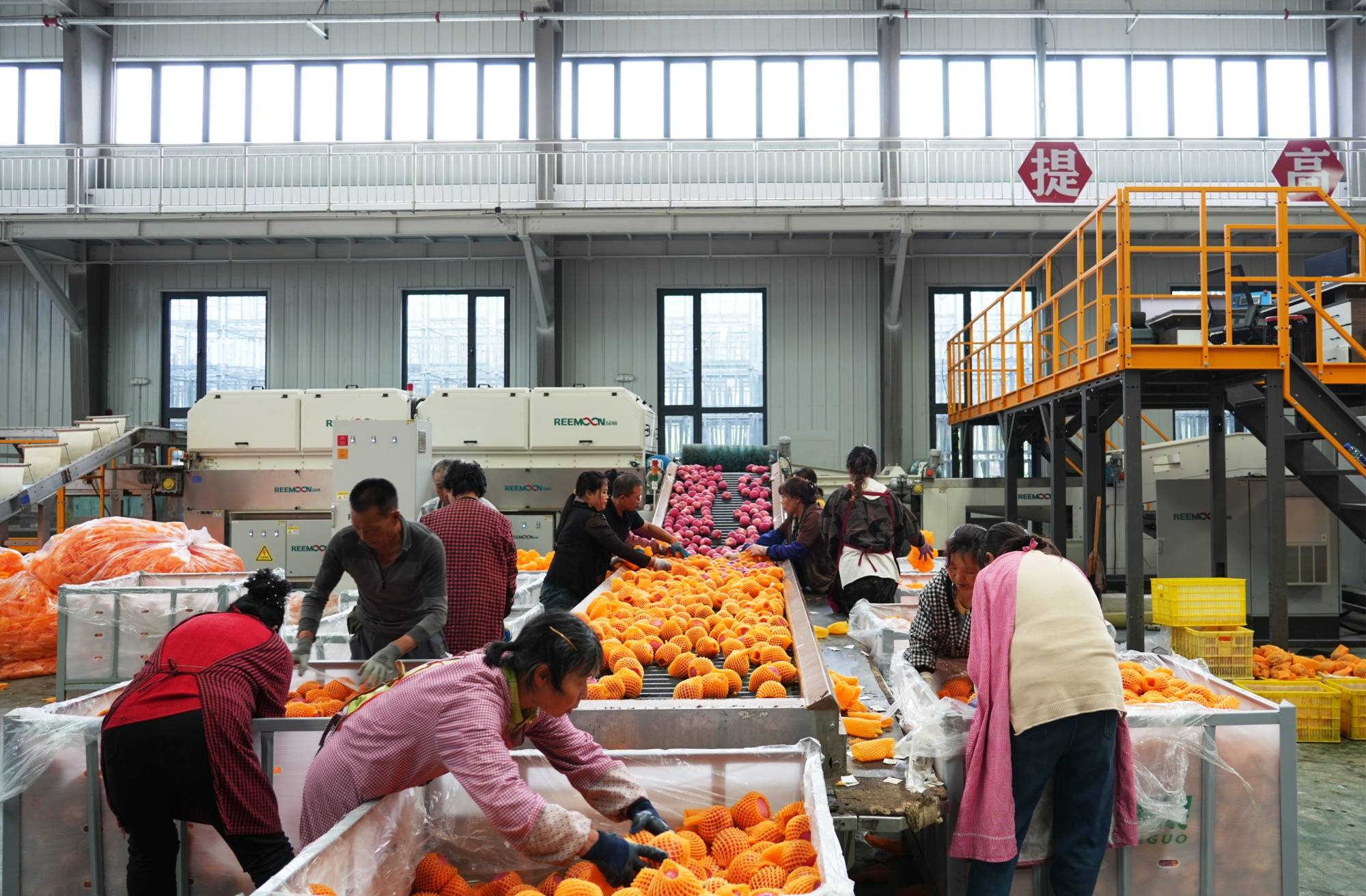 甘肃静宁：冷库开仓出货忙 苹果热销促增收