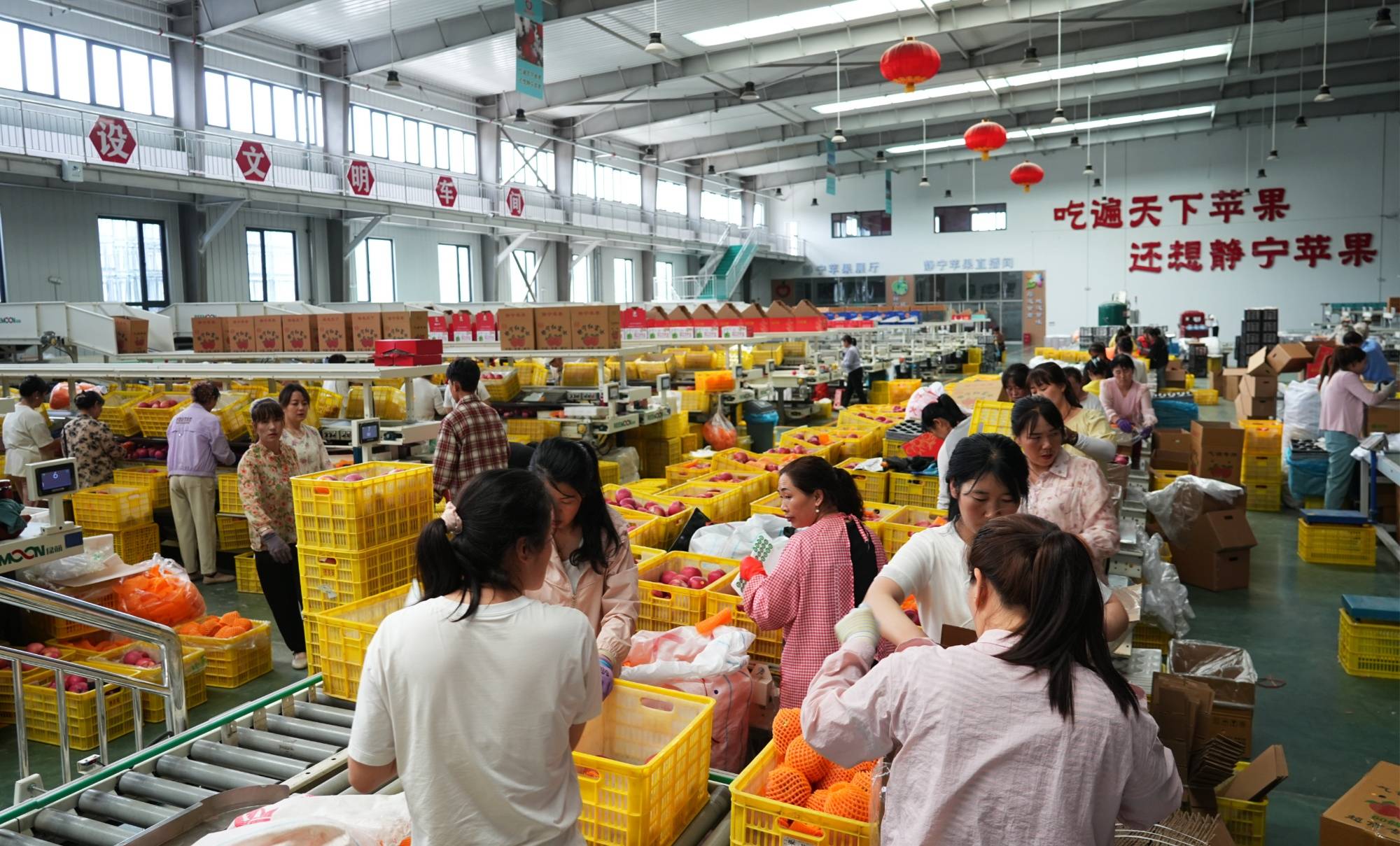 甘肃静宁：冷库开仓出货忙 苹果热销促增收