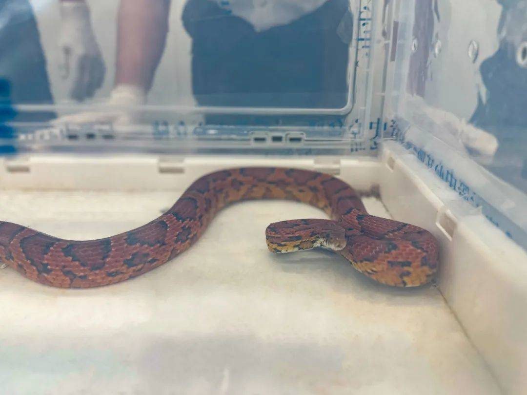 蛇:是谁给我穿上了丝袜?皇岗海关在婴儿车靠背后方查获用丝袜包裹的活体蛇1条