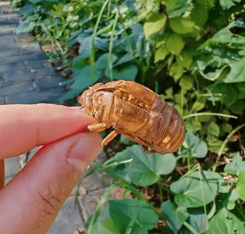 男子收蝉蜕1斤壳 挑出2两钉子