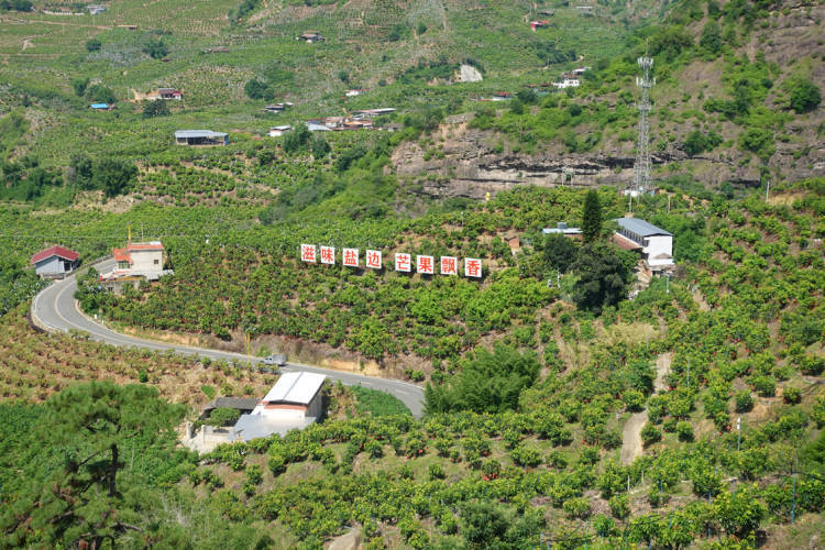 项目投资总额近15亿元 攀枝花攀果（芒果）产业发展大会在盐边举行