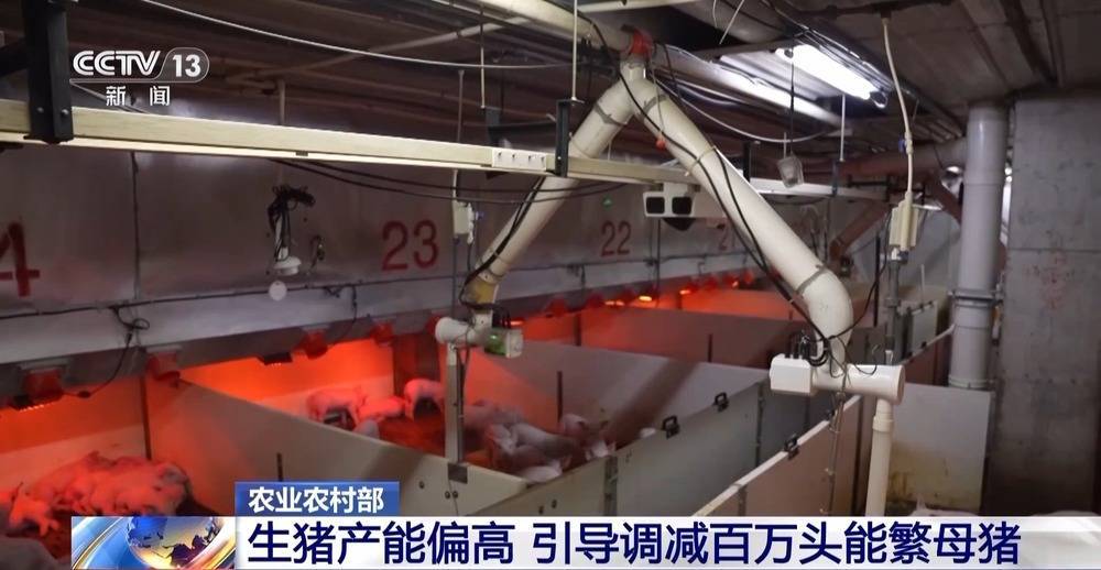 “二师兄”的身价要稳住 猪企开始给猪“减肥”了→