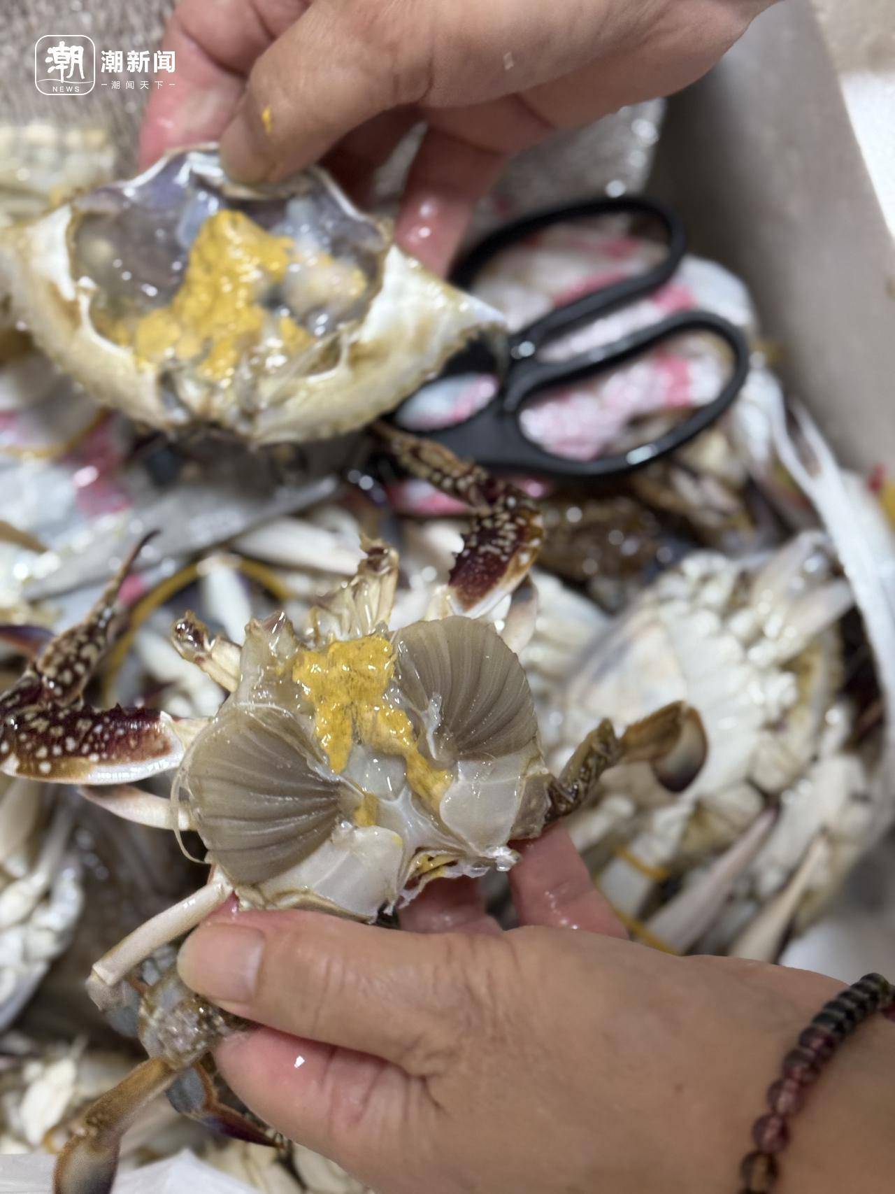 起猛了!东海梭子蟹2元/斤,杭州市场到货量惊人